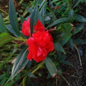 Balsam plant flowers