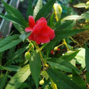 Read more about the article Balsam plant flowers: grow, care and propagation