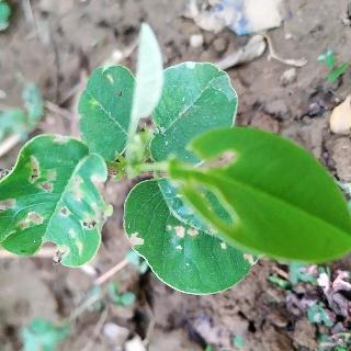 Read more about the article How to grow, care and sell Sandalwood plant