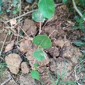 A growing sandalwood plant