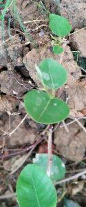 How to grow sandalwood plant