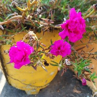 Read more about the article Mose rose: plant care & guide/Portulaca grandiflora/ 9 o’ clock