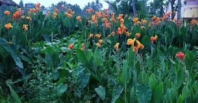 Read more about the article Canna lily/ canna Indica/ Indian short/ plant all about to grow and care