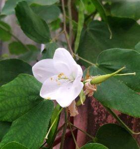 white bauhinia acuminata flower
