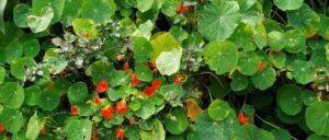 How to grow and care Nasturtium flowers