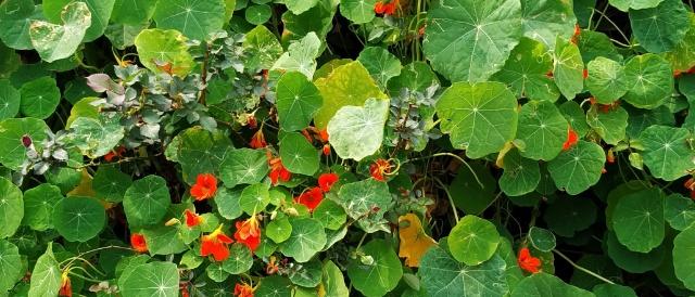 Read more about the article Nasturtium flower: all information about grow and care