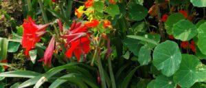 Nasturtium flowers image