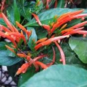 Mexican honeysuckle image
