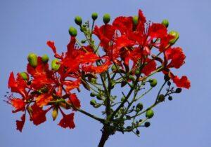 Delonex Regia flower pic