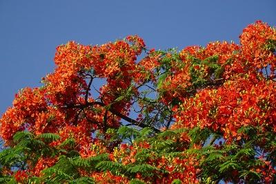 Read more about the article Delonex Regia/Gulmohar/ Royal Poinciana/ flowers all information