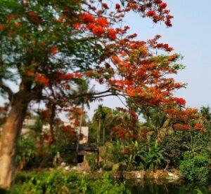Gulmohar Flowers