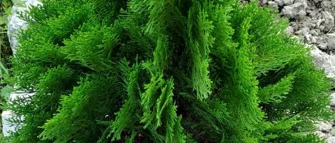 Read more about the article Best way to grow and care juniper plant