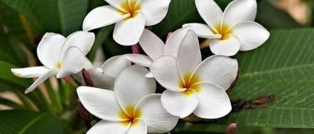 Read more about the article Plumeria Alba/Frangipani/Champa flower grow and care