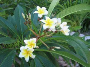 Plumeria Alba/ frangipani flower