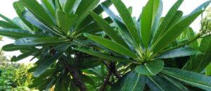 Frangipani/champa plant