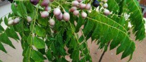 Curry leaves plant pic