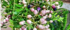 Kada patta plant