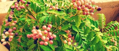 Read more about the article Amazing benefits of curry plant leaves/Kadi patta/Meetha Neem