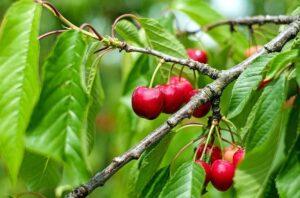 Grow Cherry plant image Grow Cherry plant image