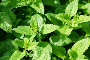 Read more about the article How to mint plant grow or pudina plant indoors and outdoors