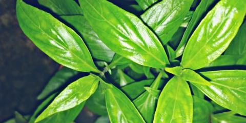 Read more about the article Swamp weed or Talmakhana/ Kulekhara plants benefits