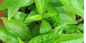 Swamp weed or Talmakhana