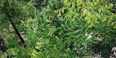 Read more about the article Neem health benefits