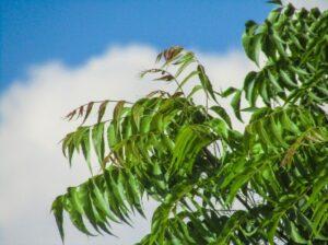 /uses-and-side-effects-of-neem-plant/