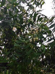 Neem health benefits Neem health benefits