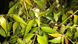 Read more about the article How to grow and care Neem plant/tree