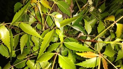 Read more about the article How to grow and care Neem plant/tree