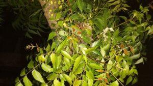 Read more about the article Uses and side effects of Neem plant