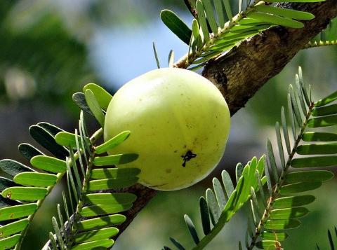 Read more about the article How to grow and fertilizer Amla plant
