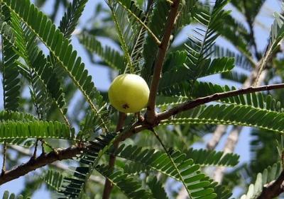 amla friut