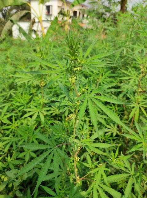 Read more about the article Benefits of cannabis plant/Indian hemp/Bhang plant