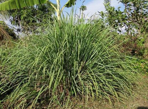 Read more about the article Lemongrass Grow Care Benefits and side effects