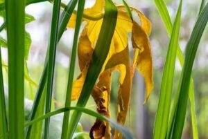 Lemongrass image