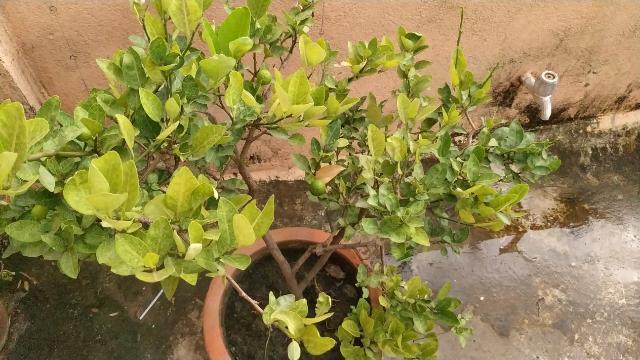 grow and care lemon plant in pot