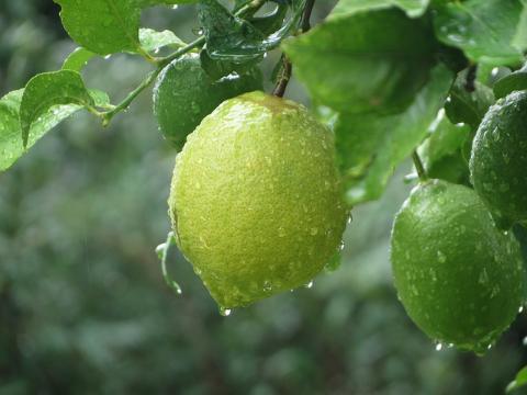 Best way to grow your lemon trees indoors best-way-to-grow-lemon-trees-outdoors