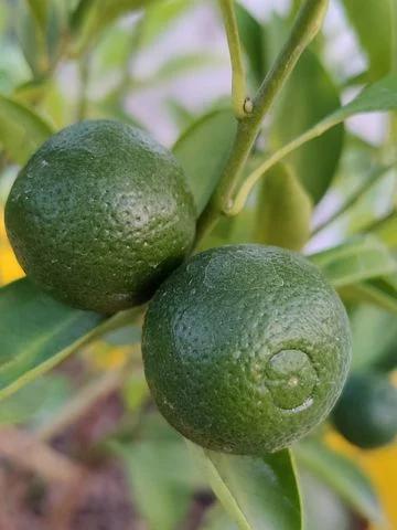 health benefits of lemons