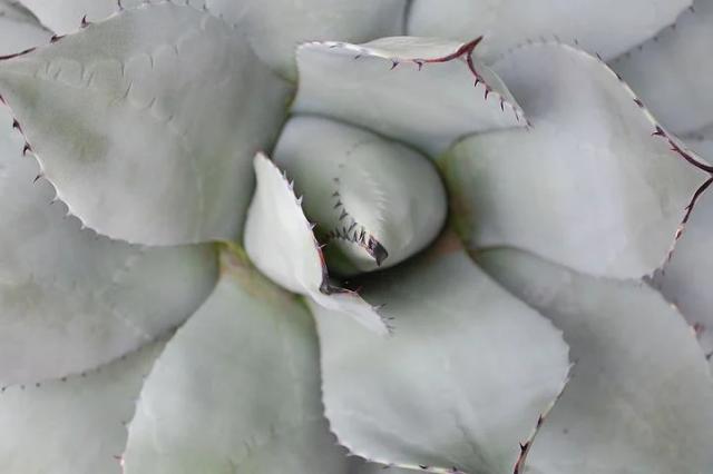 Read more about the article White Aloe Vera