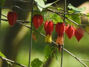 Read more about the article Japanese/Chinese lantern plant flowers