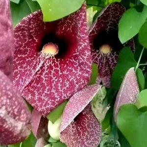 Read more about the article Duck flower detox side effects