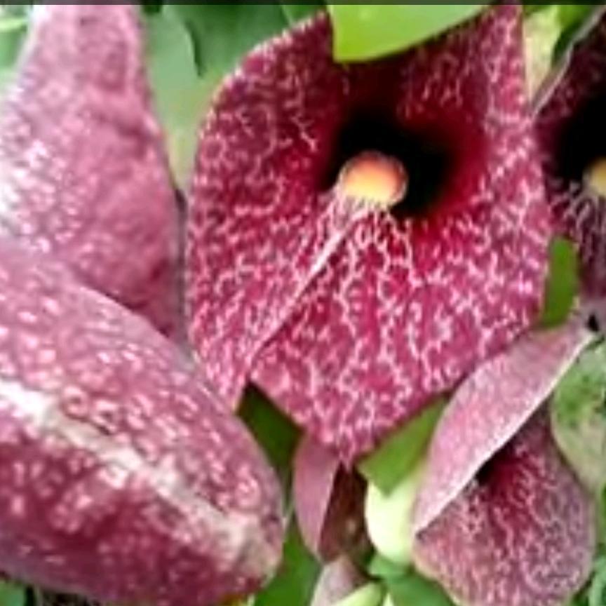 Duck flower detox side effects