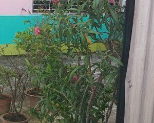 Read more about the article How to grow and care for Oleander plant flower
