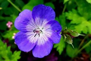 February birth flowers