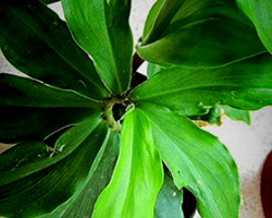 Read more about the article How to grow, care and importance of Insulin plant