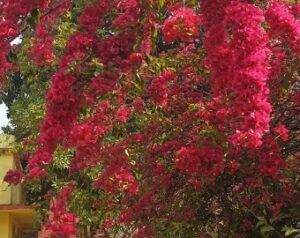 Read more about the article Carnival of flowers