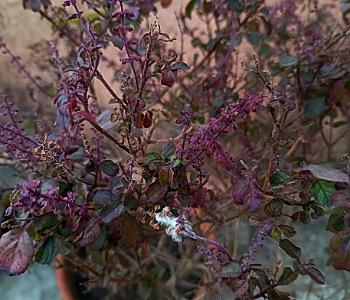 Tulsi/Basil plant