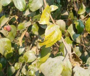 Read more about the article How to grow and care Jujube
